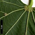 SpeciesSub: 'Pallida' (T.cordata × T.platyphyllos)
